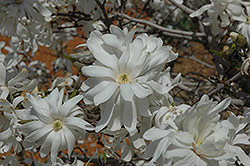 Royal Star Magnolia (Magnolia stellata 'Royal Star') at Canadale Nurseries
