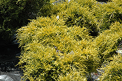 Sea Of Gold Juniper (Juniperus x media 'Sea Of Gold') at Canadale Nurseries