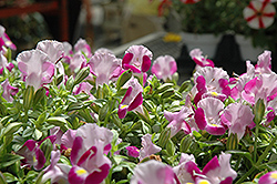 Catalina Pink Torenia (Torenia 'Dancatpink') at Canadale Nurseries