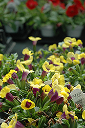 Catalina Gilded Grape Torenia (Torenia 'Catalina Gilded Grape') at Canadale Nurseries