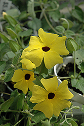 Lemon A-Peel Black-Eyed Susan (Thunbergia alata 'Lemon A-Peel') at Canadale Nurseries