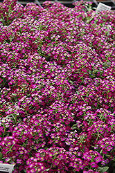 Wonderland Deep Purple Sweet Alyssum (Lobularia maritima 'Wonderland Deep Purple') at Canadale Nurseries