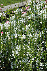 Crystal Peak White Obedient Plant (Physostegia virginiana 'Crystal Peak White') at Canadale Nurseries