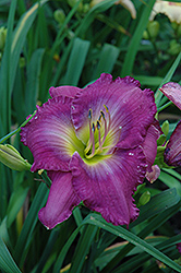Uncharted Waters Daylily (Hemerocallis 'Uncharted Waters') at Canadale Nurseries