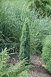 Pencil Point Juniper (Juniperus communis 'Pencil Point') at Canadale Nurseries