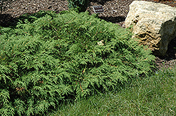 Russian Cypress (Microbiota decussata) at Canadale Nurseries