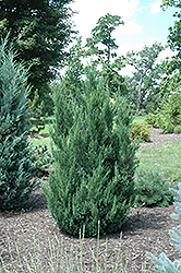 Blue Point Juniper (Juniperus chinensis 'Blue Point') at Canadale Nurseries