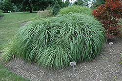 Adagio Maiden Grass (Miscanthus sinensis 'Adagio') at Canadale Nurseries
