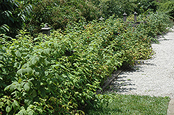 Heritage Raspberry (Rubus 'Heritage') at Canadale Nurseries