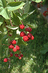 Heritage Raspberry (Rubus 'Heritage') at Canadale Nurseries