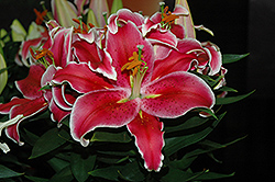 After Eight Lily (Lilium 'After Eight') at Canadale Nurseries