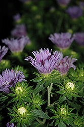 Mel's Blue Aster (Stokesia laevis 'Mel's Blue') at Canadale Nurseries