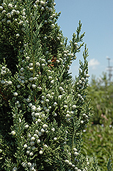 Trautman Juniper (Juniperus chinensis 'Trautman') at Canadale Nurseries