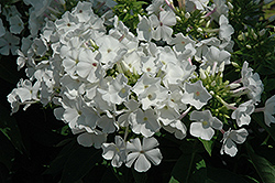 Flame White Garden Phlox (Phlox paniculata 'Flame White') at Canadale Nurseries