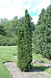 Degroot's Spire Arborvitae (Thuja occidentalis 'Degroot's Spire') at Canadale Nurseries