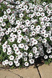 Supertunia Vista Silverberry Petunia (Petunia 'Supertunia Vista Silverberry') at Canadale Nurseries