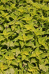 Electric Lime Coleus (Solenostemon scutellarioides 'Electric Lime') at Canadale Nurseries