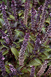 Red Rubin Basil (Ocimum basilicum 'Red Rubin') at Canadale Nurseries