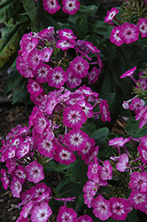 Flame Purple Eye Garden Phlox (Phlox paniculata 'Barthirtythree') at Canadale Nurseries