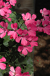 Caliente Pink Geranium (Pelargonium 'Caliente Pink') at Canadale Nurseries