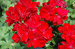 Boldly Dark Red Geranium (Pelargonium 'Boldly Dark Red') at Canadale Nurseries