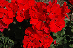 Savannah Red Geranium (Pelargonium 'Savannah Red') at Canadale Nurseries