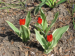 Unicum Tulip (Tulipa praestans 'Unicum') at Canadale Nurseries