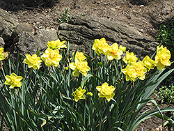 Golden Ducat Daffodil (Narcissus 'Golden Ducat') at Canadale Nurseries