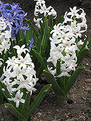 Carnegie Hyacinth (Hyacinthus orientalis 'Carnegie') at Canadale Nurseries