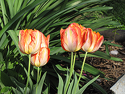 Apricot Parrot Tulip (Tulipa 'Apricot Parrot') at Canadale Nurseries