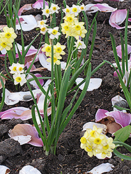 Minnow Miniature Daffodil (Narcissus 'Minnow') at Canadale Nurseries