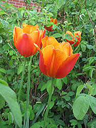 Apeldoorn Elite Tulip (Tulipa 'Apeldoorn Elite') at Canadale Nurseries