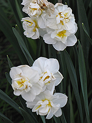 Cheerfulness Daffodil (Narcissus x poetaz 'Cheerfulness') at Canadale Nurseries