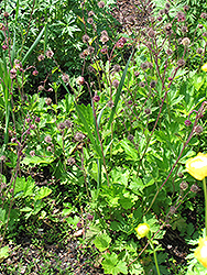 Water Avens (Geum rivale) at Canadale Nurseries