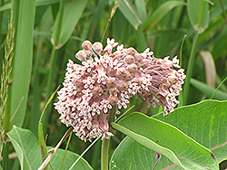 Common Milkweed (Asclepias syriaca) at Canadale Nurseries