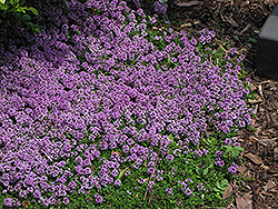 Purple Carpet Creeping Thyme (Thymus praecox 'Purple Carpet') at Canadale Nurseries