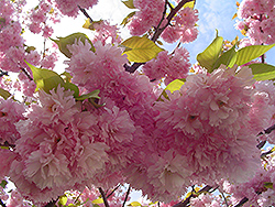 Kwanzan Flowering Cherry (Prunus serrulata 'Kwanzan') at Canadale Nurseries