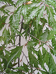 Cutleaf Beech (Fagus sylvatica 'Asplenifolia') at Canadale Nurseries
