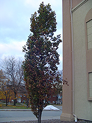 Pyramidal English Oak (Quercus robur 'Fastigiata') at Canadale Nurseries
