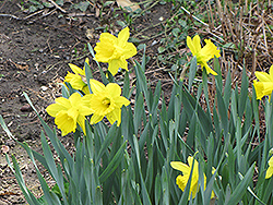Dutch Master Daffodil (Narcissus 'Dutch Master') at Canadale Nurseries