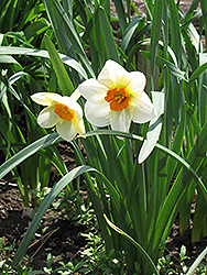 Barrett Browning Daffodil (Narcissus 'Barrett Browning') at Canadale Nurseries