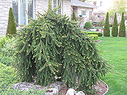 Weeping Norway Spruce (Picea abies 'Pendula') at Canadale Nurseries