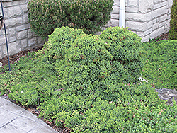 Dwarf Japgarden Juniper (Juniperus procumbens 'Nana') at Canadale Nurseries