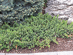 Dwarf Japanese Garden Juniper (Juniperus procumbens 'Nana') at Canadale Nurseries