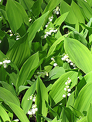 Lily-Of-The-Valley (Convallaria majalis) at Canadale Nurseries