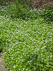 Sweet Woodruff (Galium odoratum) at Canadale Nurseries
