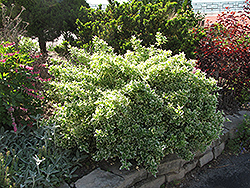 Emerald Gaiety Wintercreeper (Euonymus fortunei 'Emerald Gaiety') at Canadale Nurseries