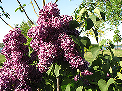 Monge Lilac (Syringa vulgaris 'Monge') at Canadale Nurseries