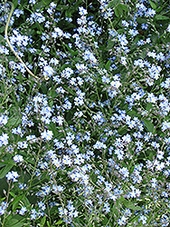 Forget-Me-Not (Myosotis sylvatica) at Canadale Nurseries