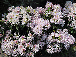 White Catawba Rhododendron (Rhododendron catawbiense 'Album') at Canadale Nurseries